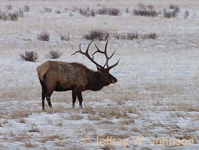 Elk