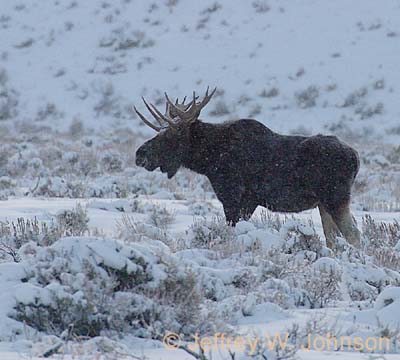 Moose 1