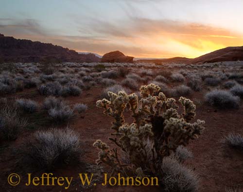 Cholla Sunrise Blend 1789