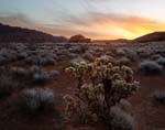 Cholla Sunrise Blend 1789