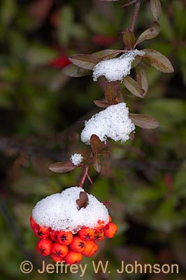 Berries in Snow