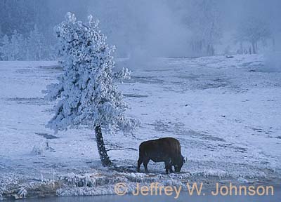 YNP Buffalo