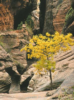 Zion Echo Yellow Tree N