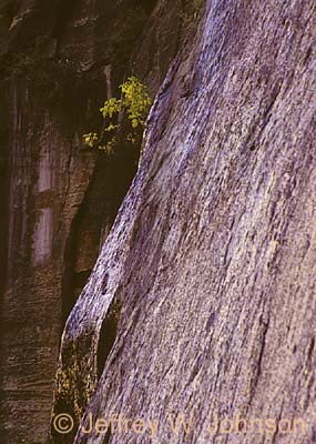 Zion Flowing Rock