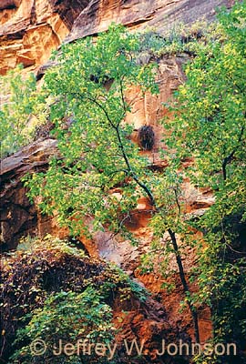 Zion Gateway Leaves
