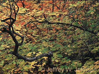 Zion Under Leaves