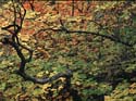 Zion Under Leaves