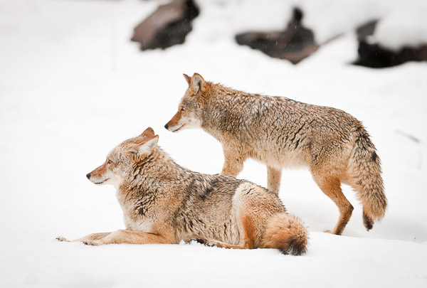 Mr. and Mrs. Coyote