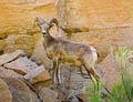 Desert BIghorn Sheep